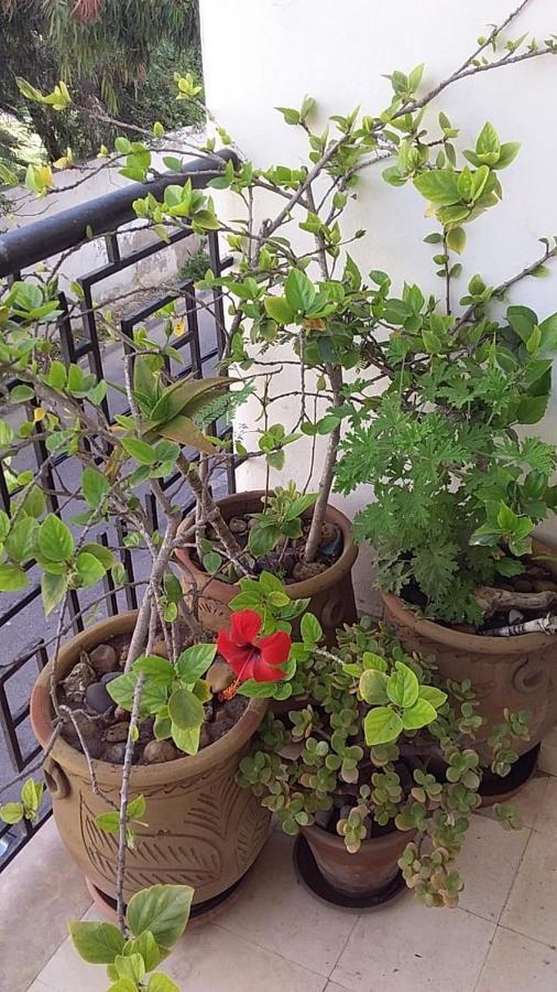 Couleur Magador Apartment Essaouira Ngoại thất bức ảnh